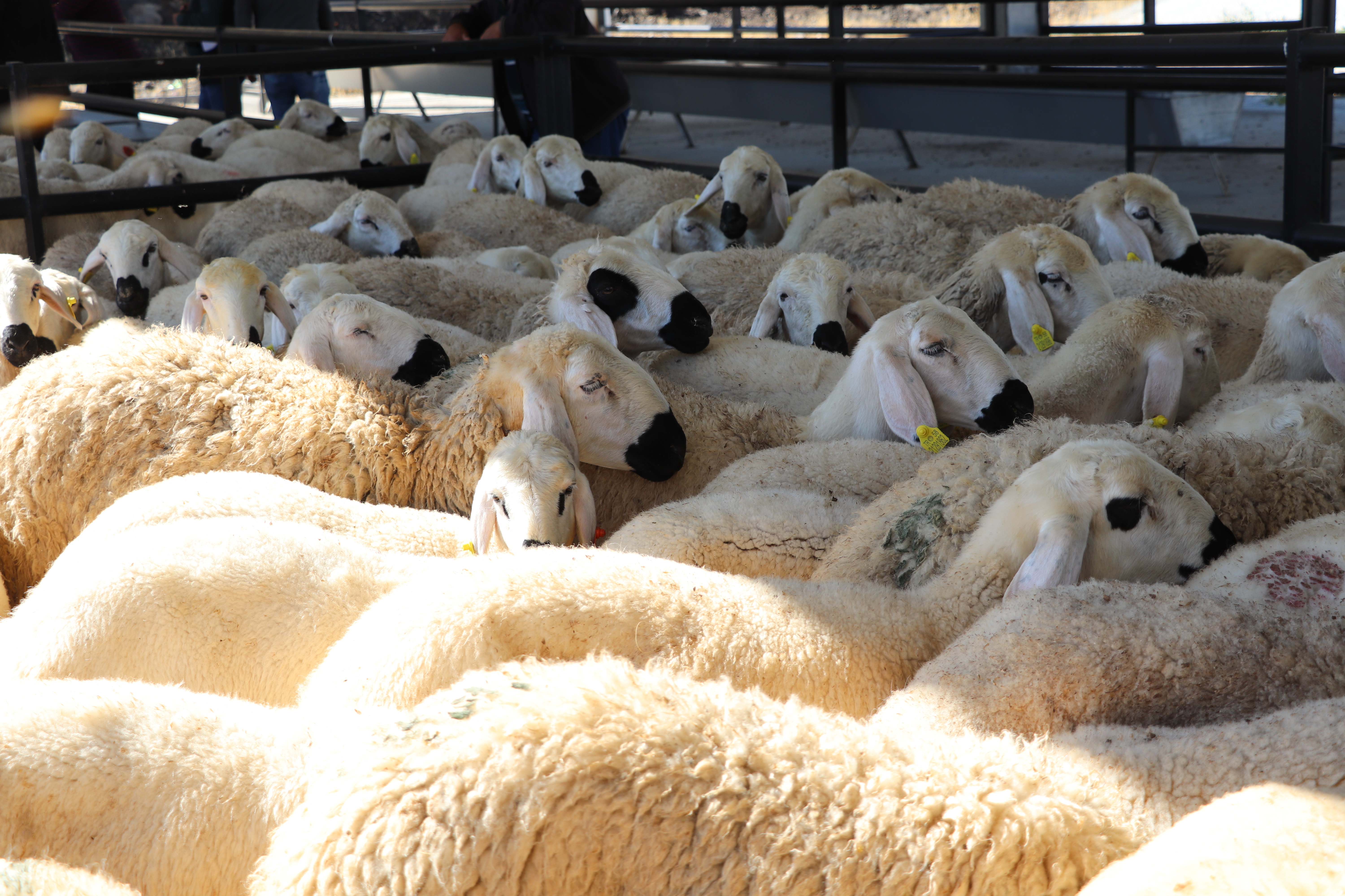 Yıldızeli İlçemizde Koyun ve Koç Dağıtım Töreni Düzenlendi Yıldızeli İlçemizde Koyun ve Koç Dağıtım Töreni Düzenlendi