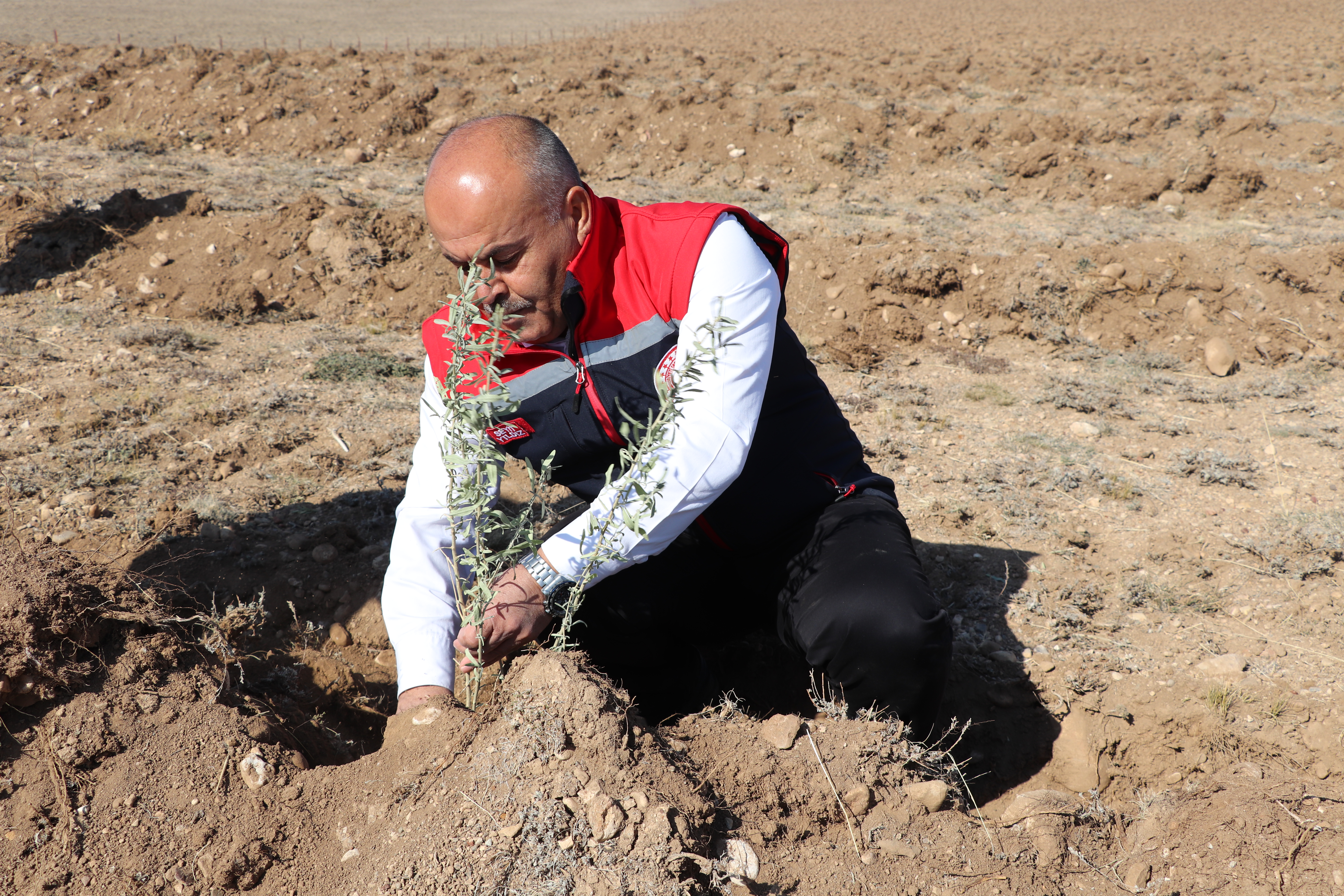 Mera Islah Amaçlı Tuz Çalısı Dikimi Projesi Başladı