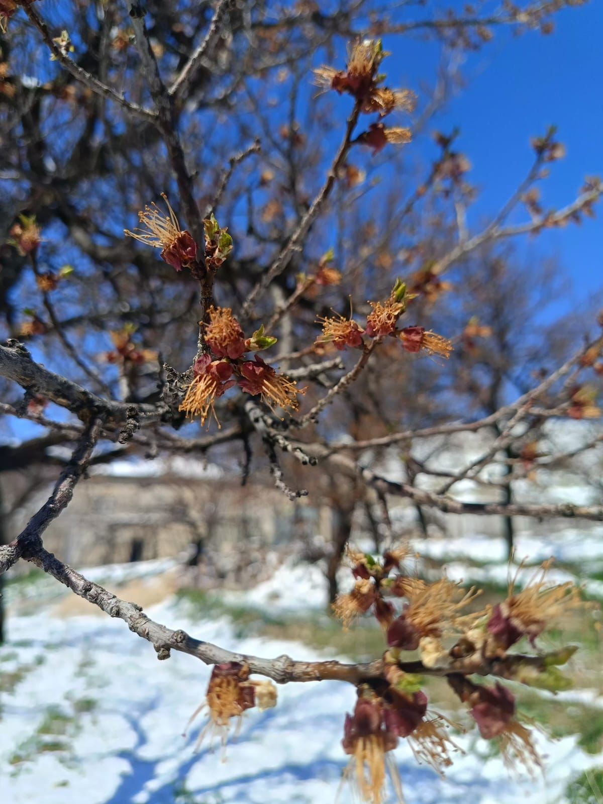 “ÇİFTÇİ PERİŞAN, BORÇLAR ERTELENMELİ AFET BÖLGESİ İLAN ETMELİ” “ÇİFTÇİ PERİŞAN, BORÇLAR ERTELENMELİ AFET BÖLGESİ İLAN ETMELİ”