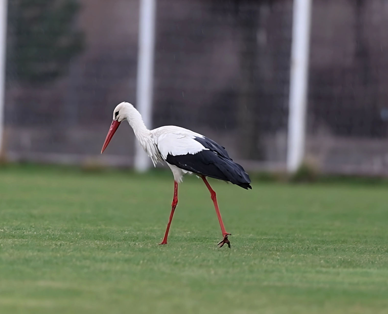 "Yiğido Leylek" Yine Sivasspor Tesisleri'nde