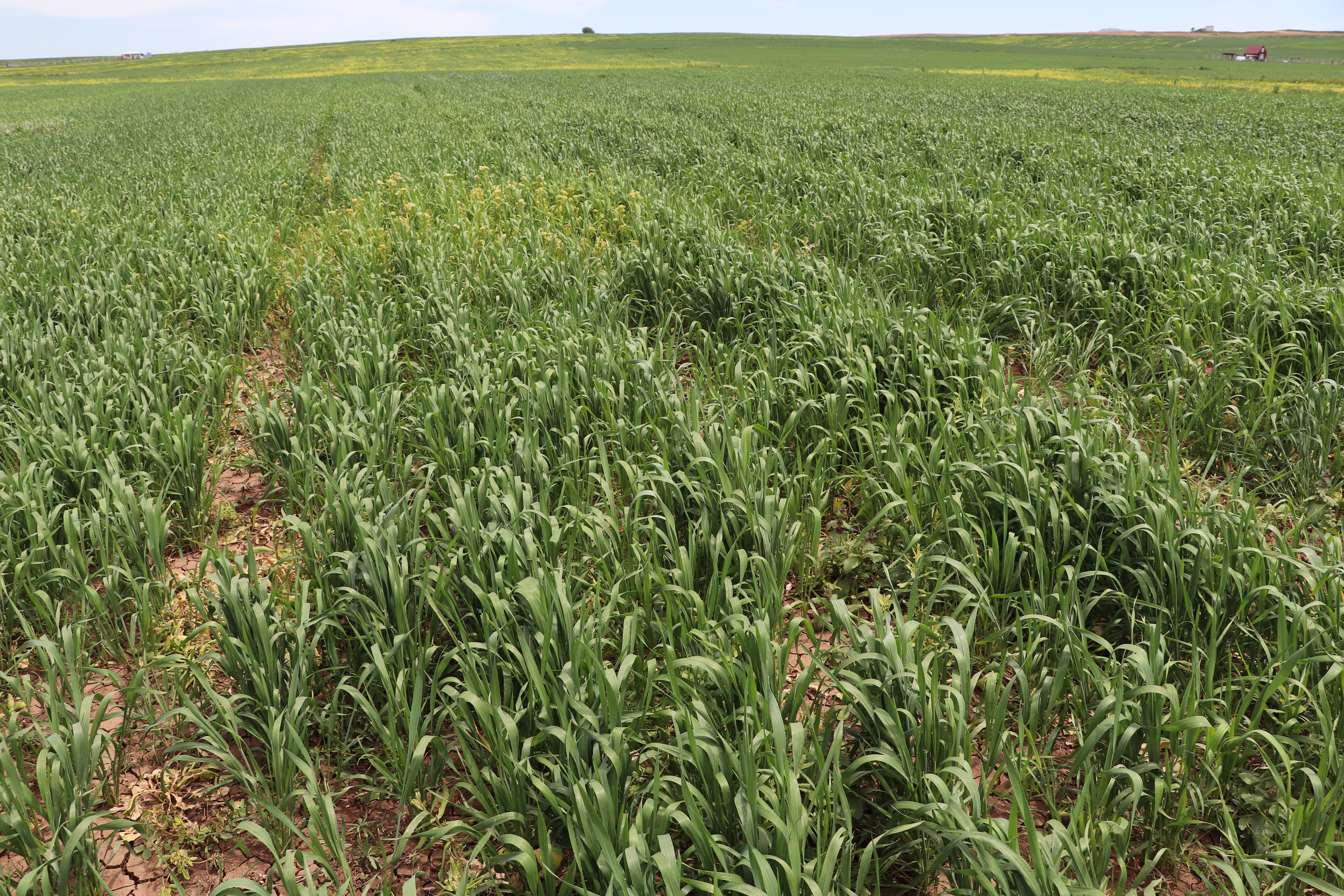 Tarım ve Orman İl Müdürü Seyit Yıldız Hububat Ekili Alanlarda İncelemelerde Bulundu.