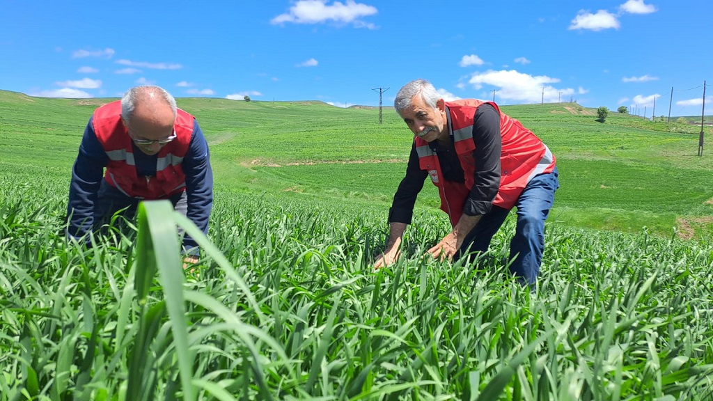 Hububatta Pas Hastalığına Dikkat