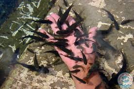 Balıklı Kaplıca Operasyonunun Perde Arkası Ortaya Çıktı