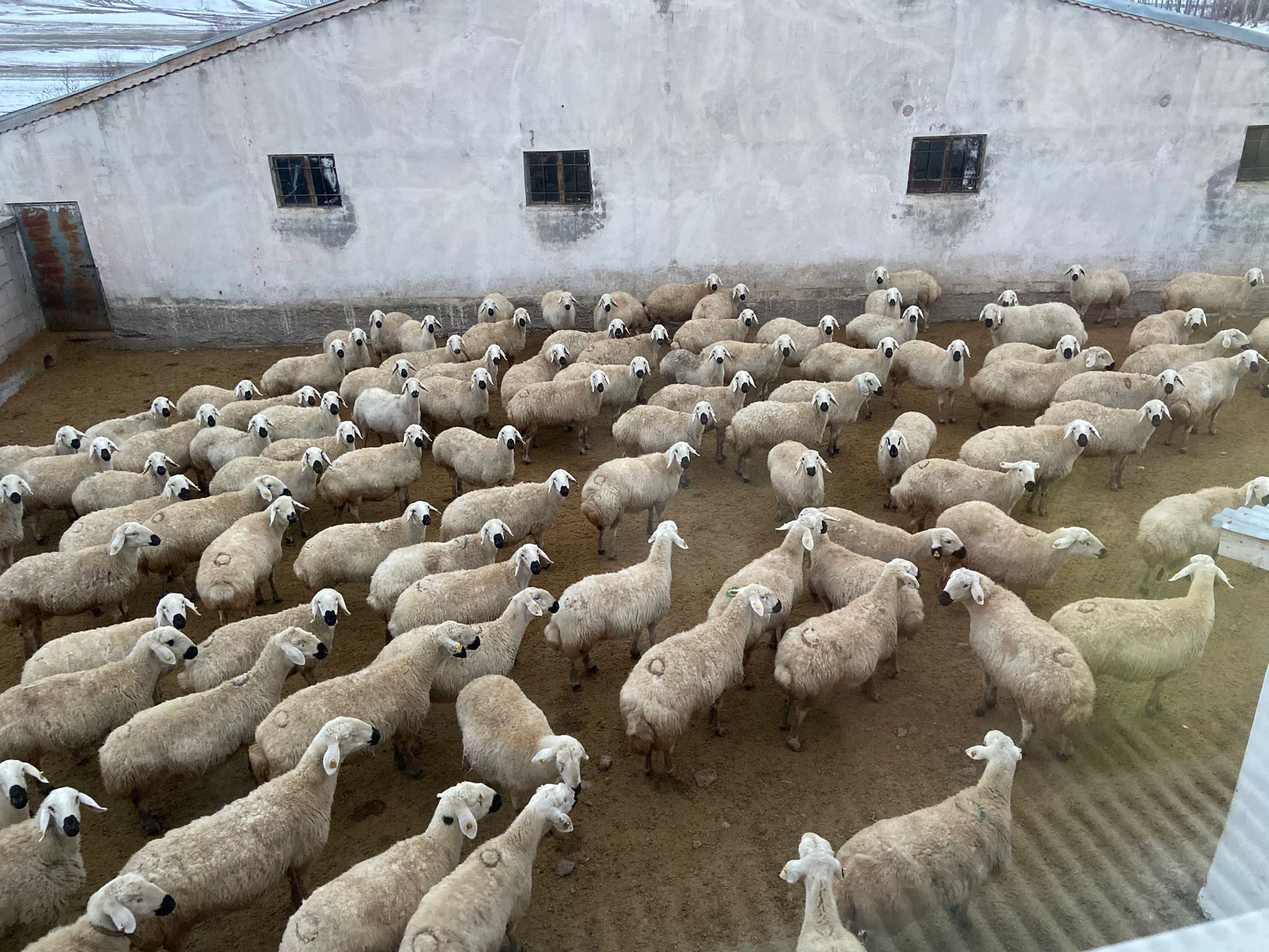 Kangal’da Şap Krizi Büyüyor: Başkan Çoban’dan Acil Müdahale Çağrısı Kangal’da Şap Krizi Büyüyor: Başkan Çoban’dan Acil Müdahale Çağrısı