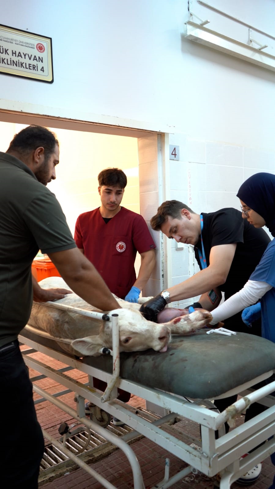 Sivas Cumhuriyet Üniversitesi Hayvan Hastanesi Sınırları Aşıyor: Sadece Sivas’a Değil, Tüm Bölgeye Hizmet Sunuyor