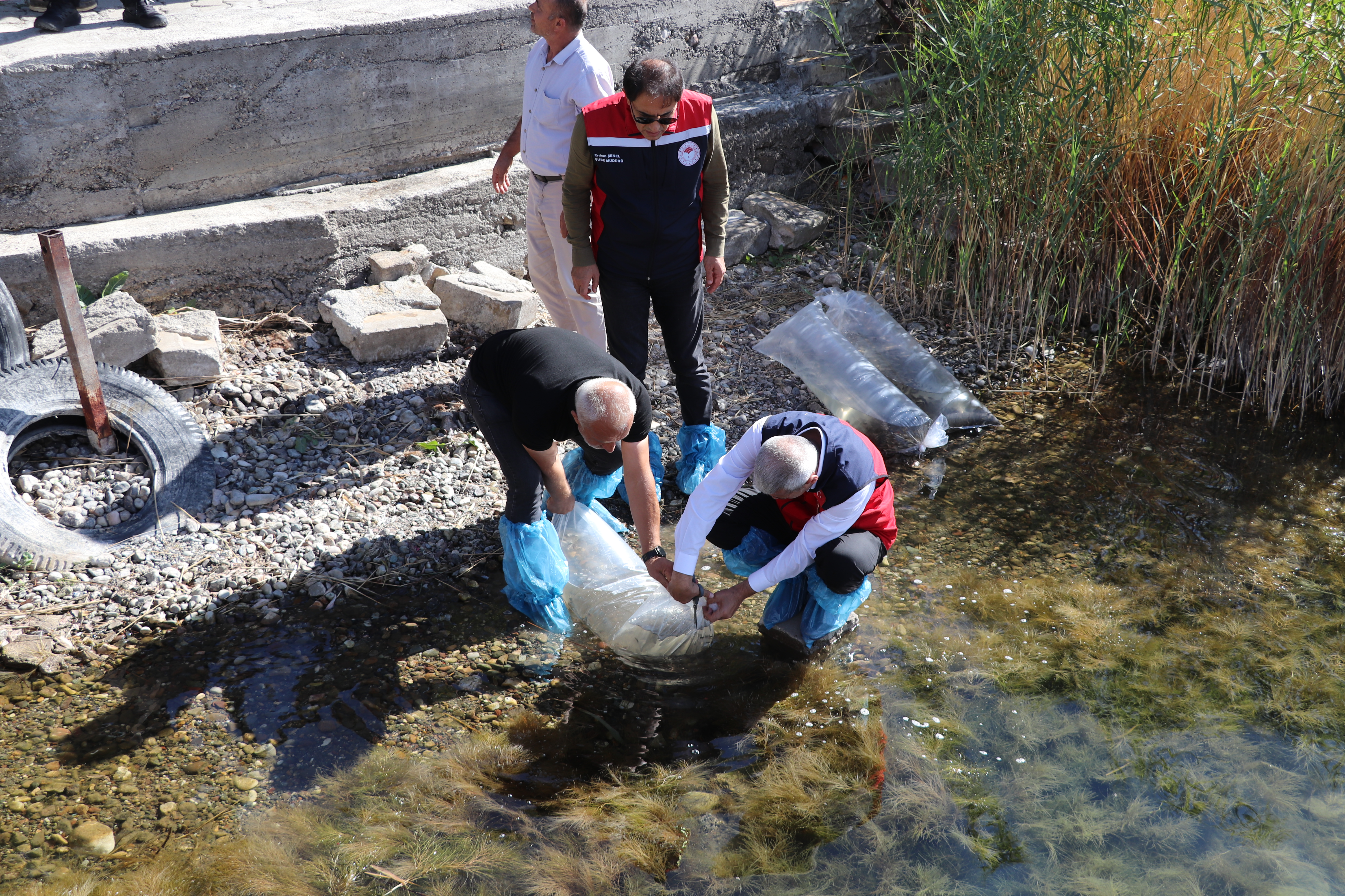 Göl ve Göletlerde Balıklandırma Çalışmaları Devam Ediyor