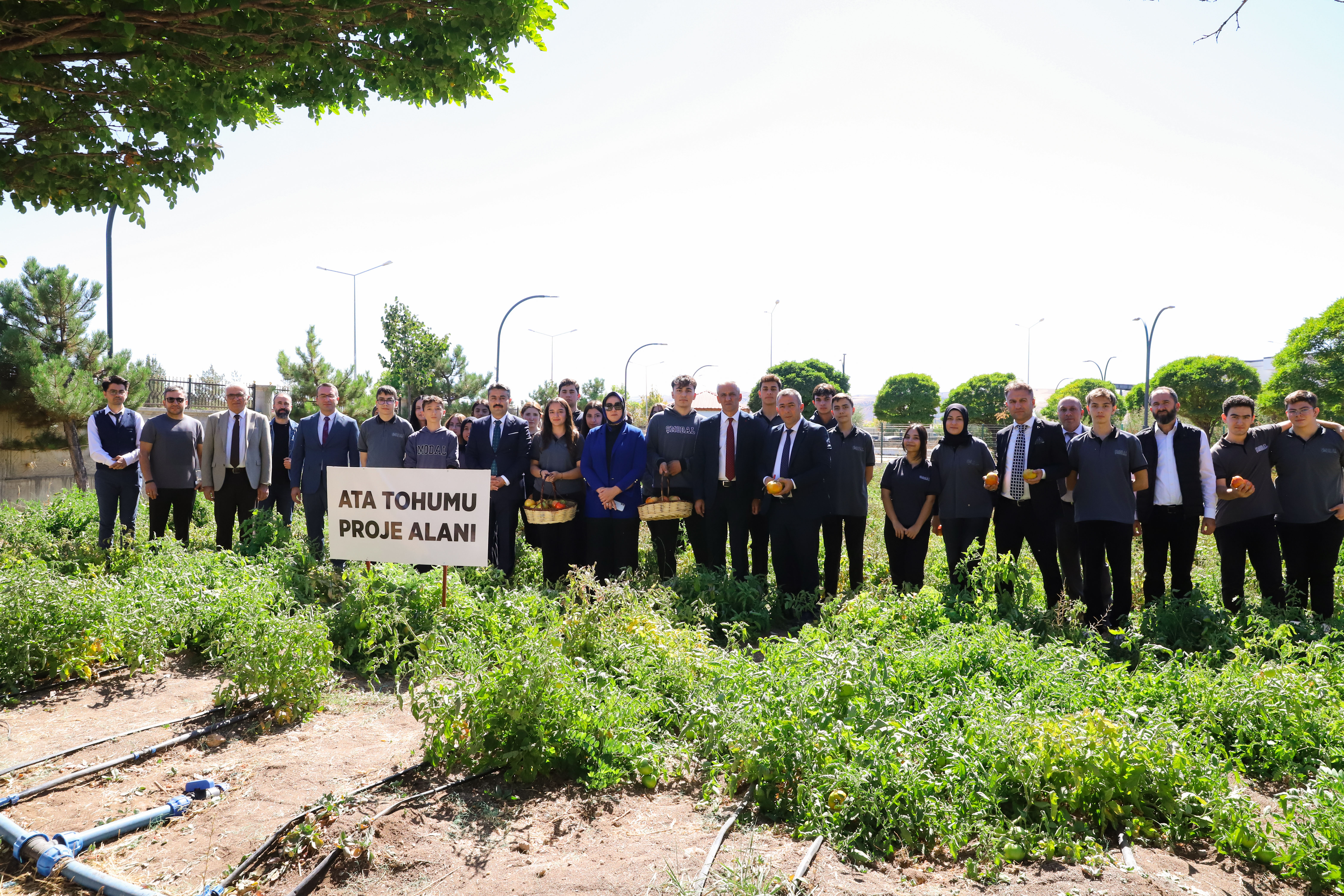 Ata Tohumundan Domates Ekimi TÜBİTAK 4004 Projesi ile Öğrencilerden Örnek davranış.