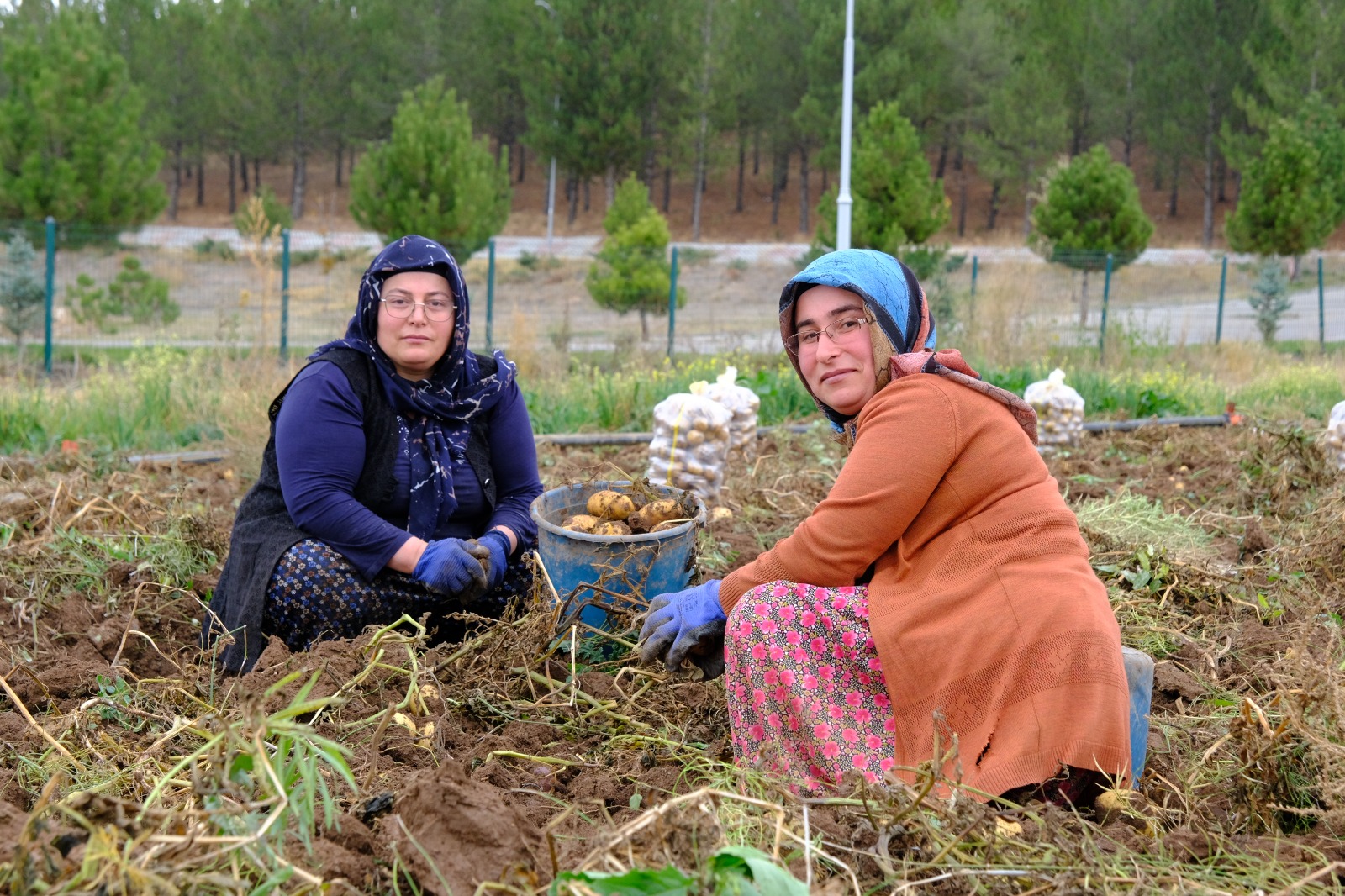 Sivas Cumhuriyet Üniversitesi'nde Patates Hasadı Başladı