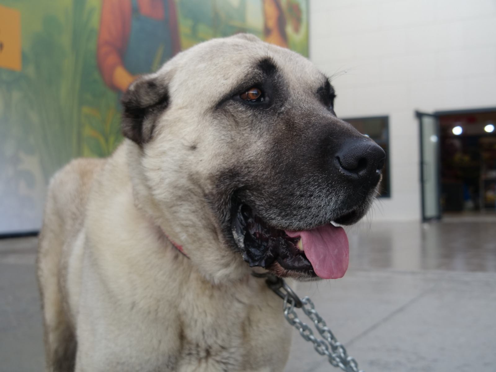 16. Sivas Tanıtım Günleri, Yoğun İlgi Gördü