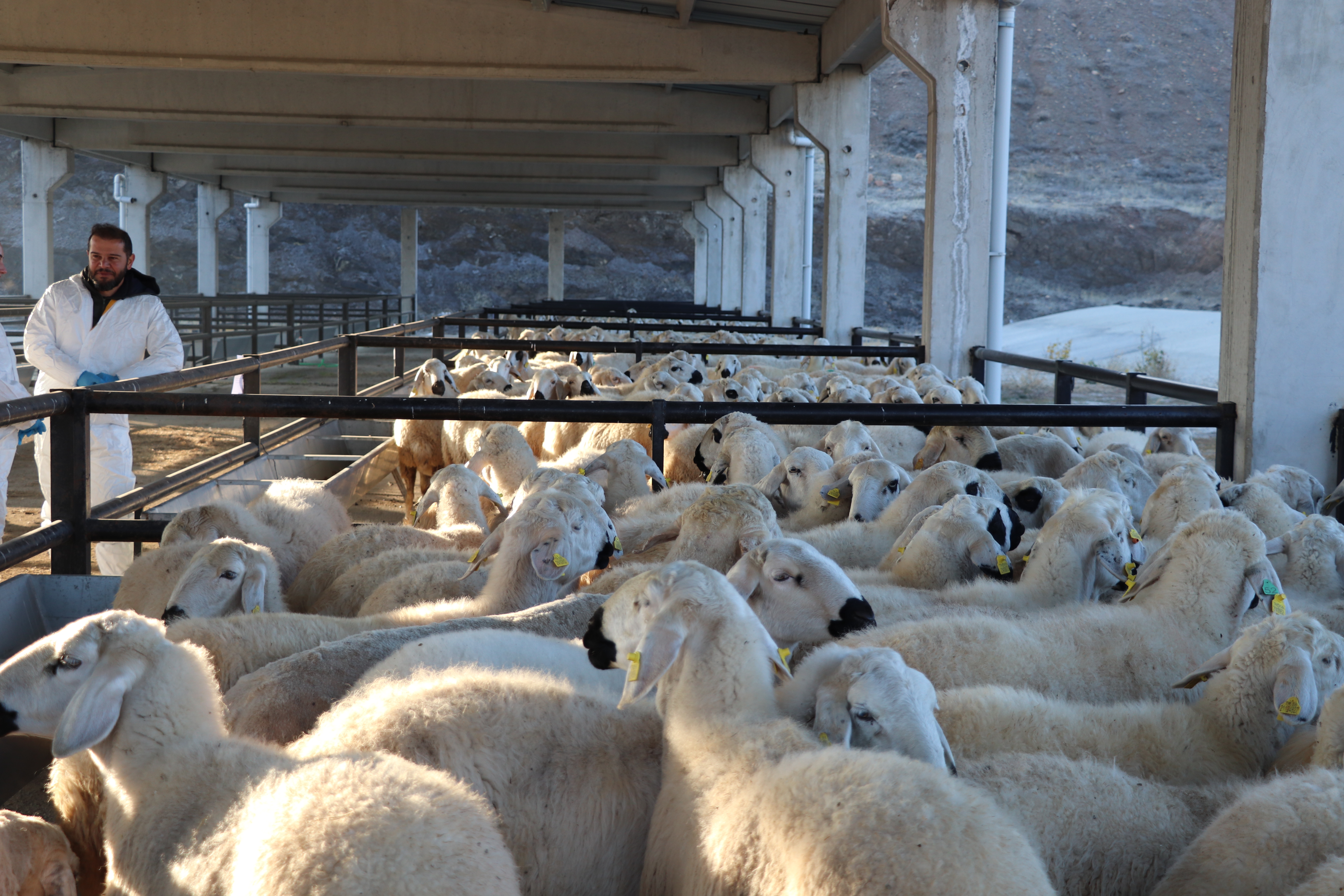 Yıldızeli İlçesinde Koyun ve Koç Dağıtım Töreni Düzenlendi