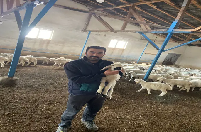 Kangal’da Şap Krizi Büyüyor: Başkan Çoban’dan Acil Müdahale Çağrısı