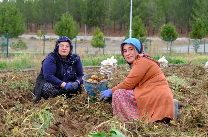 Sivas Cumhuriyet Üniversitesi'nde Patates Hasadı Başladı