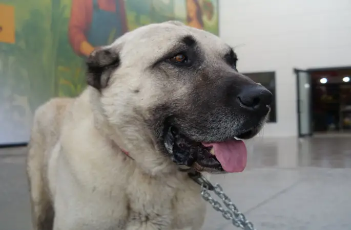 16. Sivas Tanıtım Günleri, Yoğun İlgi Gördü