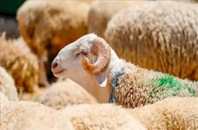 Kurbanlık Hayvan Alırken Dikkat Edilecek Hususlar ve Alınan Tedbirler