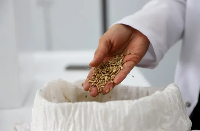 SBTÜ'lü Araştırmacıdan Küresel Isınmaya Karşı Buğday Islahında Kritik Çalışma