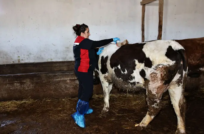Sivas Valiliği'nden Uyarı; Keneyi Hafife Almayın