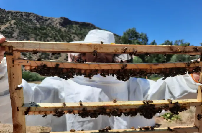 İlimizde Hayvancılık Uzman Kadın Eller ile Gelişiyor